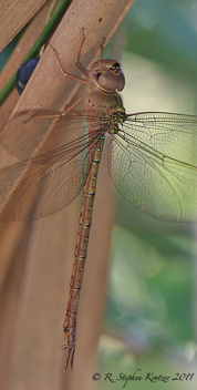 Gynacantha nervosa, female